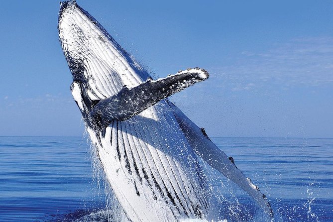 Whale Watching in Cabo San Lucas: Sightseeing Cruise and Shopping - Pricing Details and Copyright Notice