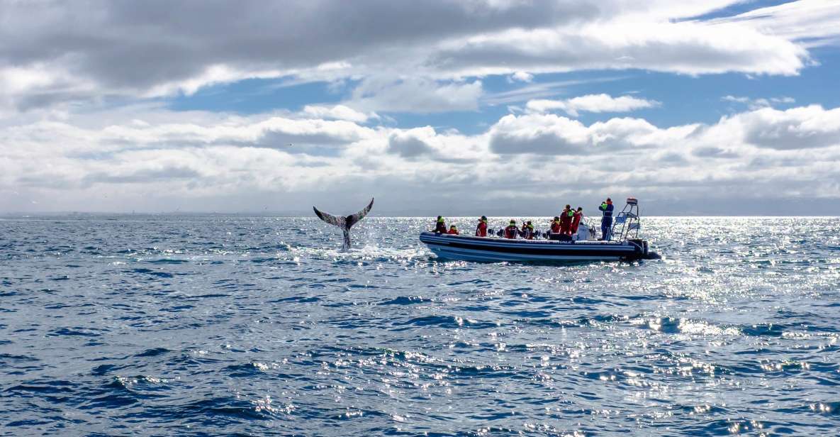 Whale Watching in Reykjavik by Speedboat - Wildlife Spotting Opportunities