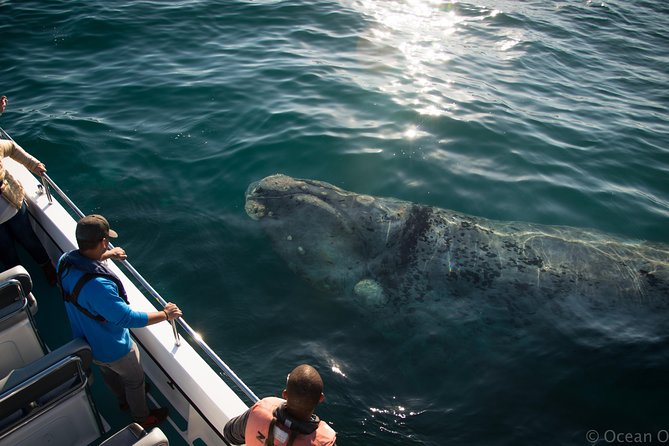Whale Watching Knysna - Close Encounter Experience Ocean Odyssey - Last Words