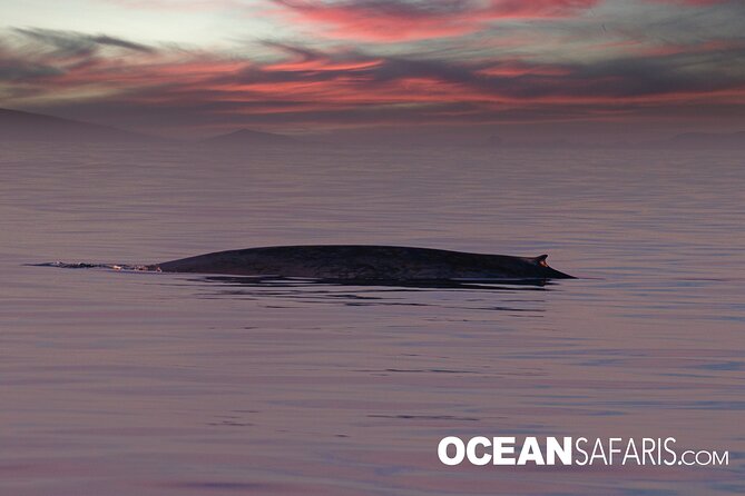 Whale Watching Monterey Bay Semi-Private Limited to 6 People Max - Last Words