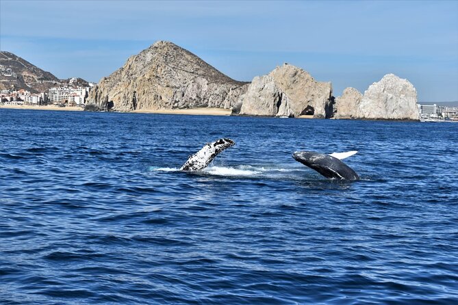 Whale Watching Tour in Los Cabos - Common questions