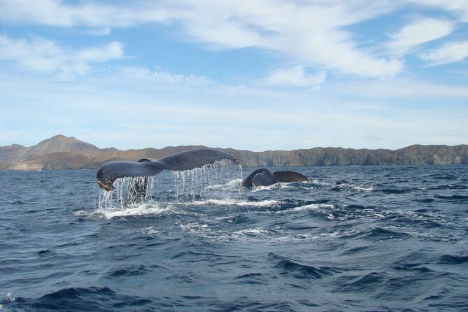 Whales Tour From La Paz - Directions