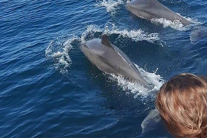 Wild Dolphins Encounter & Snorkeling - Booking Information