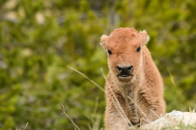 Wildlife and Waterfalls - Safety Measures