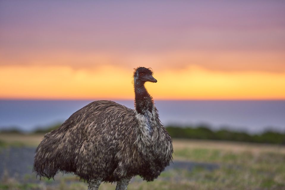 Wildlife Wonders: Great Ocean Road Dawn Discovery Tour - Last Words