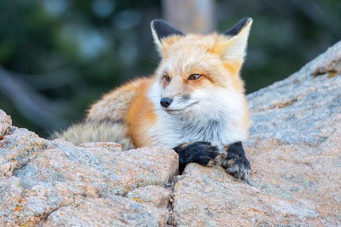 Winter Wonderland Photo Tour in The Rocky Mountain National Park - Cancellation Policy