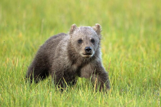 Yellowstone Custom Wildlife and Nature Tour - Assistance and Support