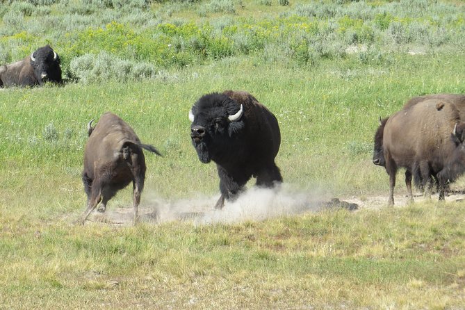 Yellowstone National Park - PRIVATE Full-Day Lower Loop Tour From Jackson Hole - Last Words