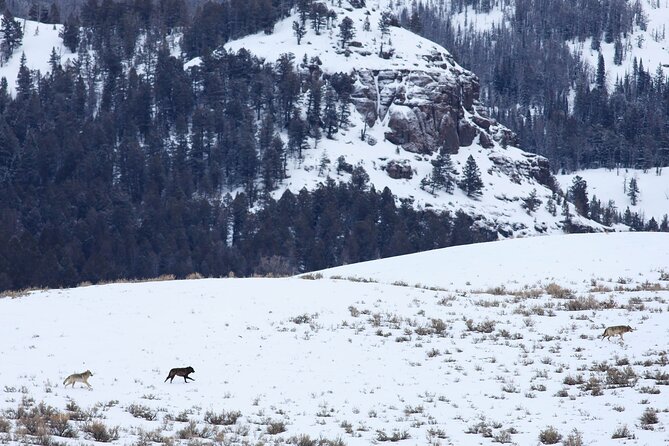 Yellowstone Snowshoe Safari From Bozeman - Private Tour - Expert Tour Guides