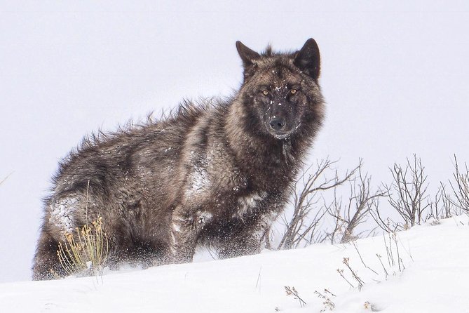 Yellowstone Winter Wildlife 4-Day Tour  - Gardiner - Common questions