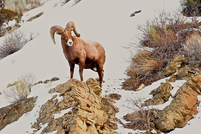 Yellowstone Winter Wildlife, Mammoth Hot Springs Private Tour  - Bozeman - Expert Tour Guides