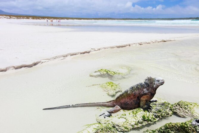 7-Day Galapagos Island Hopping Tour: Tortuga Bay, Tintoreras, Wildlife Watching - Key Points