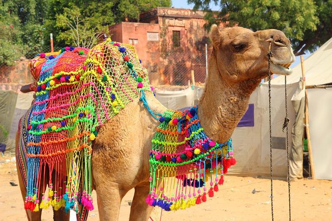 7 - Days Private Golden Triangle Tour With Pushkar - Key Points