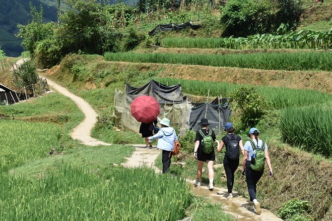 1-Day Private Trekking in Sapa Through Terraces Rice Fields - Trekking Essentials and Recommendations