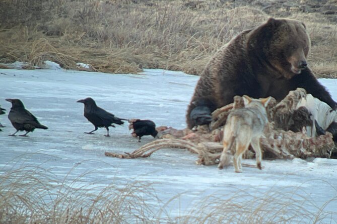 2-Day Private Yellowstone Tour(Lower and Upper Loops W Iconic Sites) W Lunch - Last Words