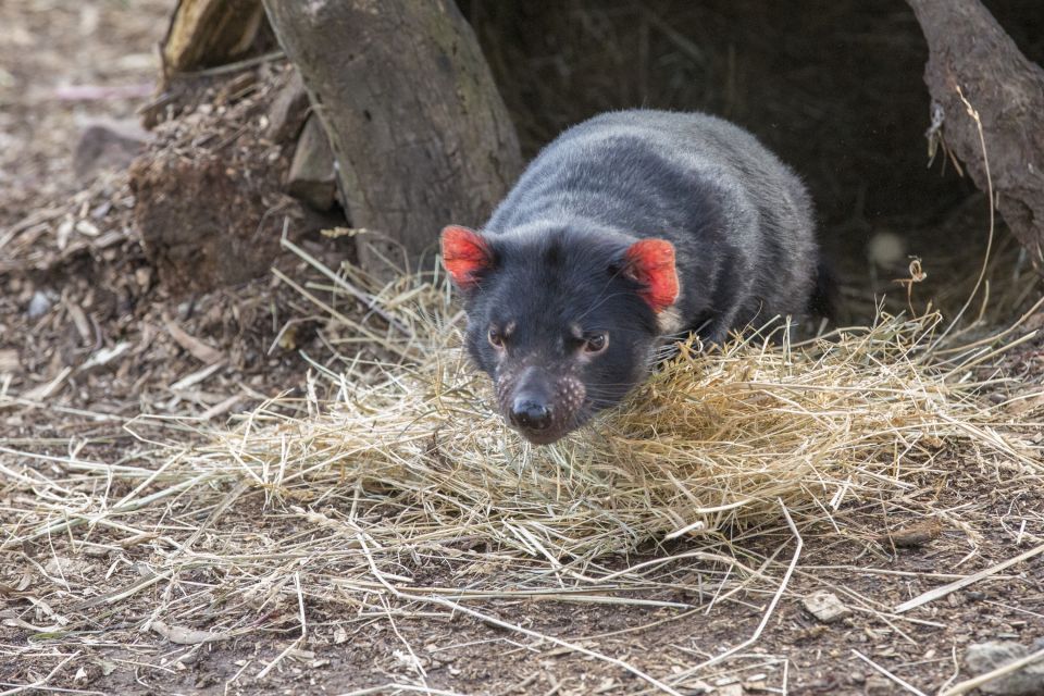 3D Tasmanian Highlights: Hobart, Port Arthur & Bruny Island - Last Words