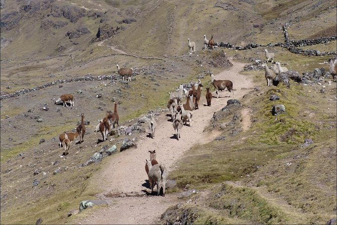 4 Day - Lares Trek to Machu Picchu - Group Service - Customer Testimonials