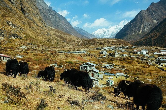 7 Day Private Tour Kathmandu Yoga Trek to Langtang Valley - Common questions