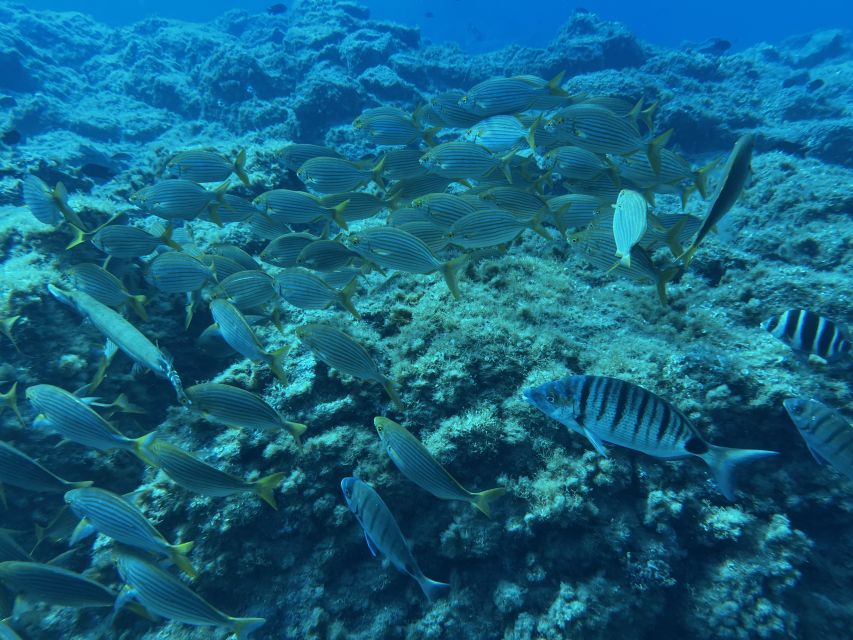 Abades: Guided Snorkeling Tour With Photos - Last Words