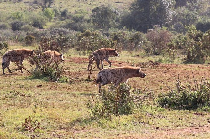 Addo Elephant National Park From Port Elizabeth - FD01 - Customer Service