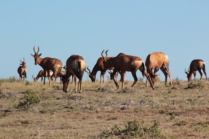 Addo Elephant National Park - HD01 - Operator Information