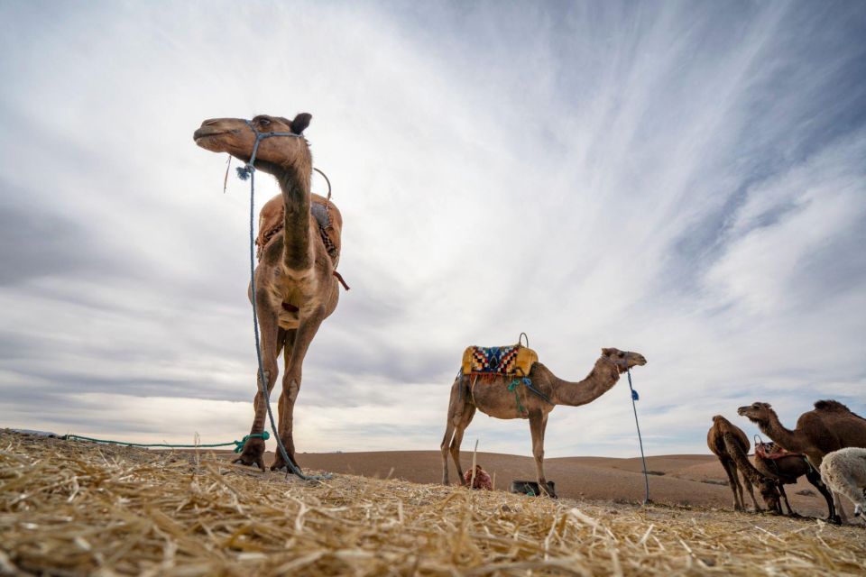 Agadir: Sunset Camel Ride With Dinner - Common questions