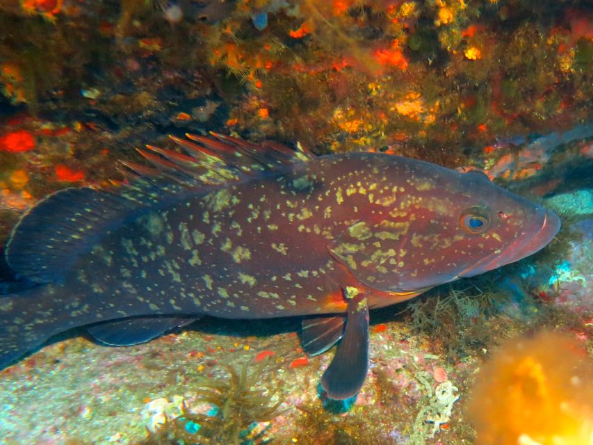 Ajaccio: Beginners Scuba Dive With Experienced Instructor - Common questions