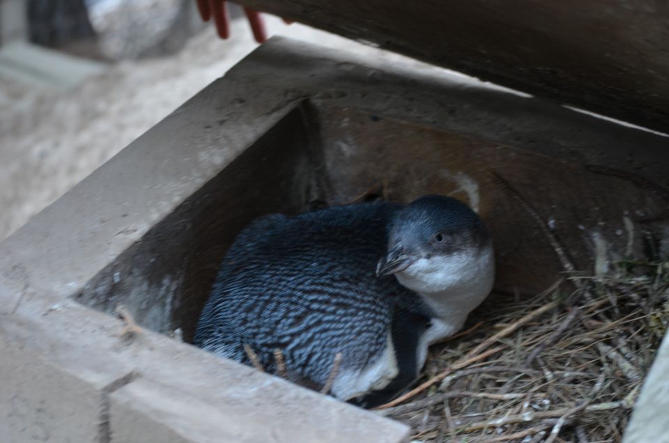 Akaroa: Pohatu Penguins Scenic Nature 2-Hour or 4-Hour Tour - Customer Testimonials