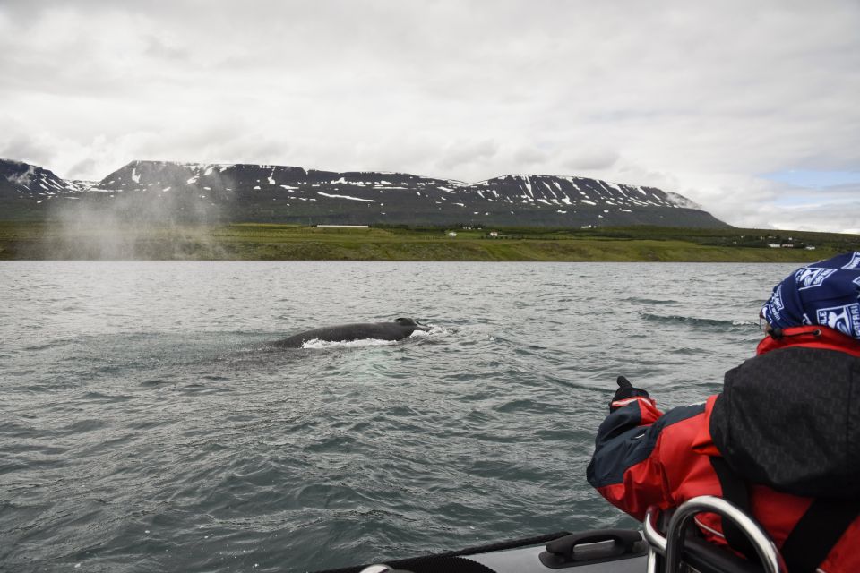 Akureyri: 2–Hour Whale Watching Express by RIB Speedboat - Last Words