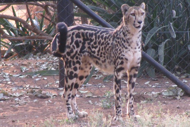 Ann Van Dyk Cheetah Centre Tour From Johannesburg or Pretoria - Last Words and Final Thoughts