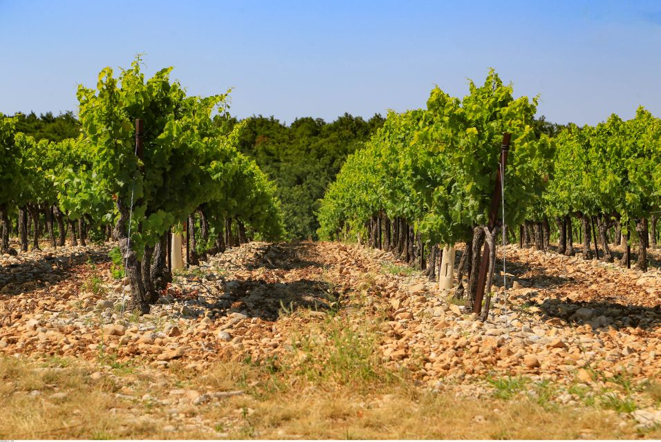 Avignon: Full-Day Wine Tour Around Châteauneuf-Du-Pape - Common questions