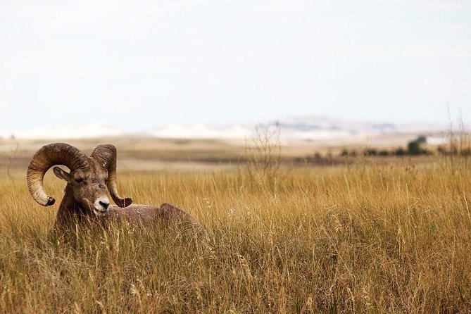 Badlands National Park by Bicycle - Private - Traveler Photos and Reviews