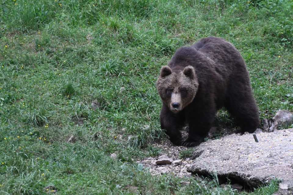 Bear Watching Slovenia - Last Words