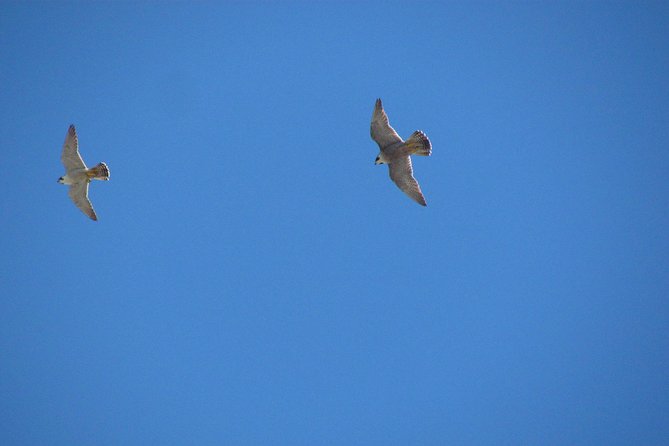 Birdwatching Day Around Sagres - Last Words