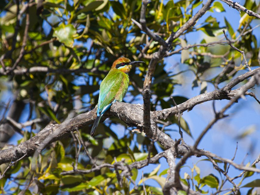 Brisbane: Kangaroos, Birds and Mangroves Coastal Tour - Last Words