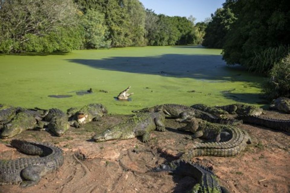 Broome: Malcolm Douglas Crocodile Park Tour With Transfers - Common questions