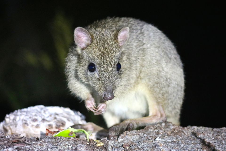 Busselton: Nocturnal Animal Tour - Last Words