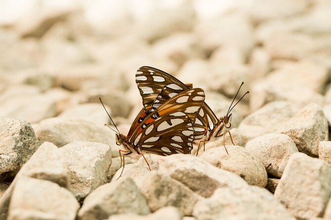 Butterfly Sanctuary Guided Tour in Puerto Vallarta - Common questions