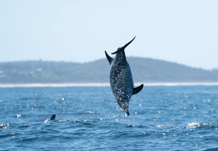 Byron Bay: Cruise With Dolphins Tour - Meeting Point and Information