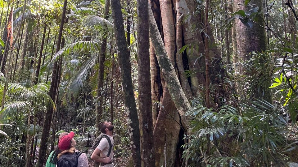 Byron Bay: Minyon Falls - Explore the Rainforest - Common questions