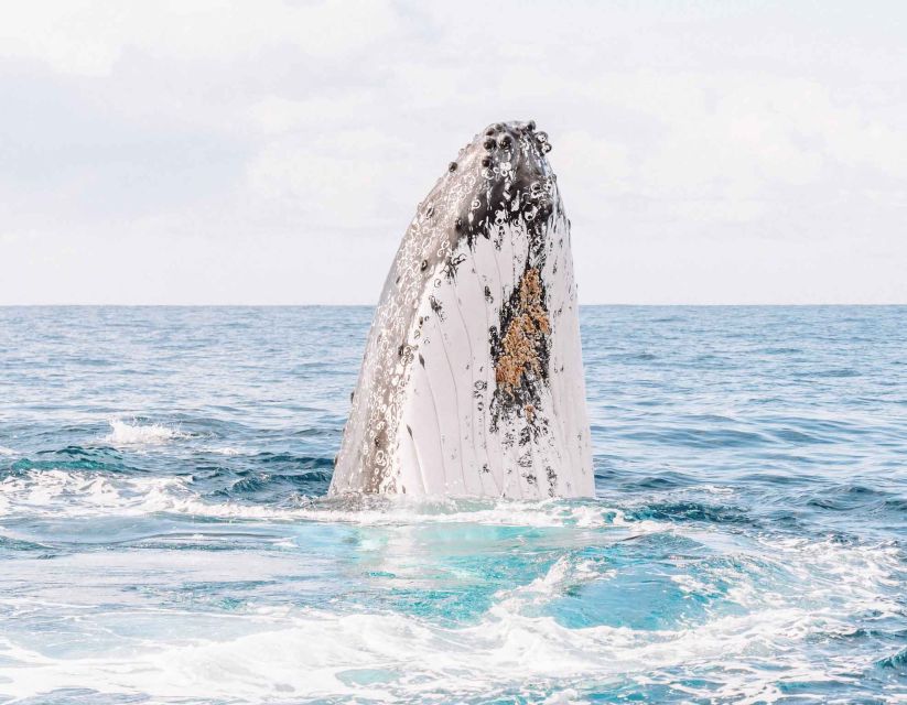 Byron Bay: Whale Watching Cruise With a Marine Biologist - Common questions