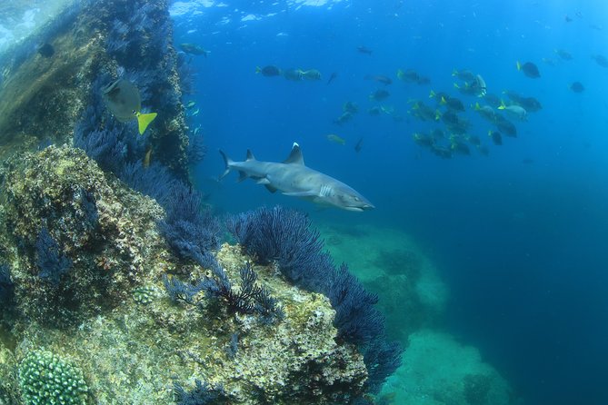 Cabo San Lucas Beginner Scuba Diving Experience - Pricing and Booking Information