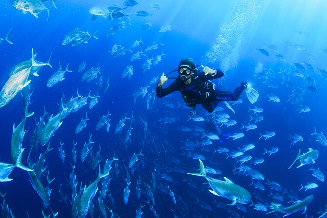 Cabo San Lucas Certified 2 Tank Dive at the Famous Arch and Lands End - Customer Reviews and Ratings