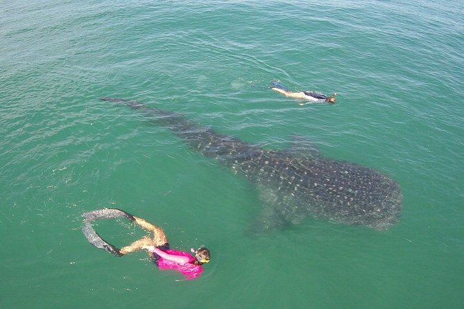 Cabo San Lucas to La Paz Whale Shark Full-Day Snorkeling Trip - Common questions