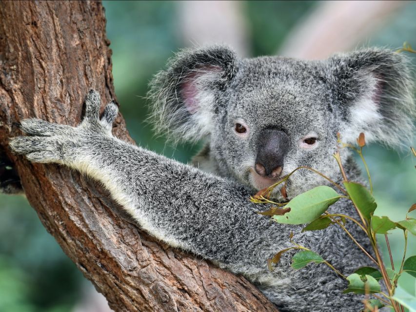 Canberra: Best of Wildlife Tour - Common questions