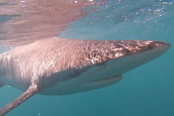 Cape Shark Diving Adventures - Booking Information