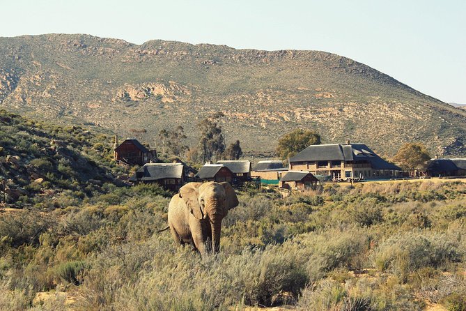 ( Cape Town ) Best Of Aquila Safari Fullday Tour - Safety and Guidelines