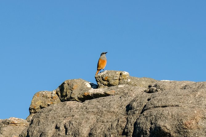 Cape Town Private Birding Tour - Additional Resources