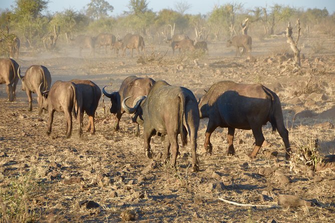 Captivating 2 Day Kruger Safari From Johannesburg - Last Words