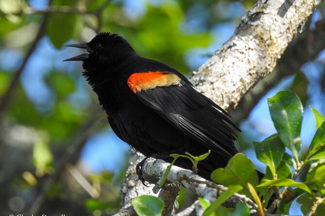 Charleston Bird Watching Tour - Visual Content & Photography